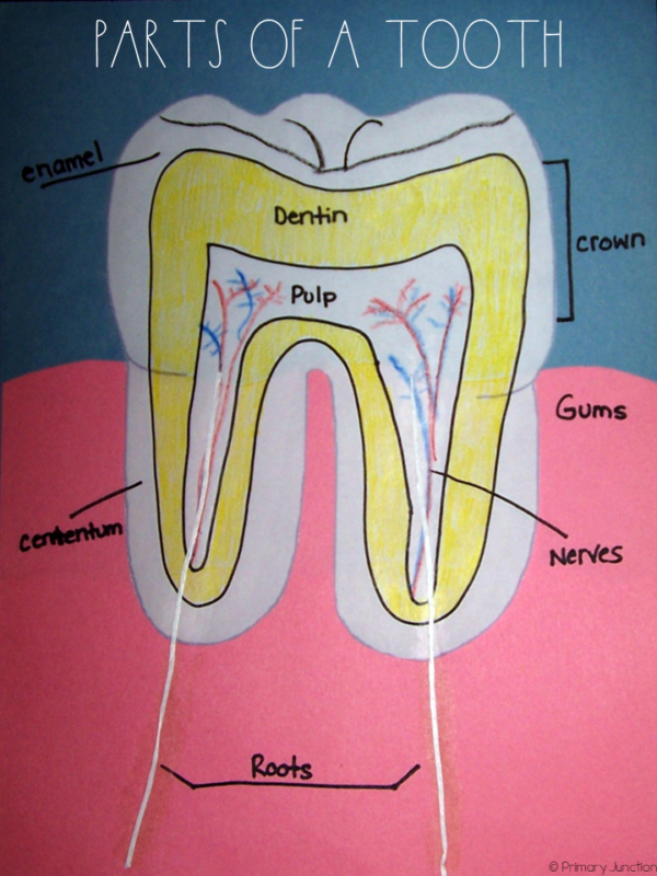 Open Wide A Dental Health Unit